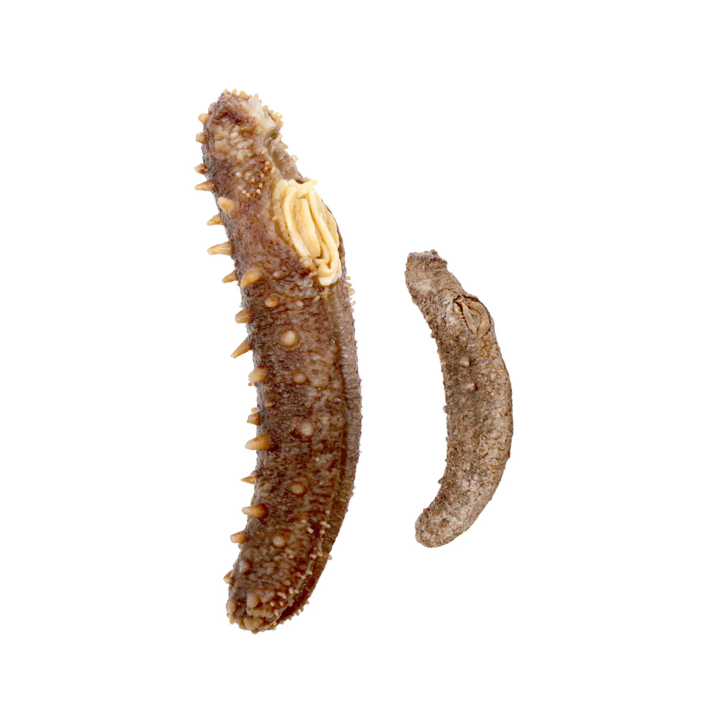 Wild Alaska Dried Sea Cucumber 1 LB Mix Size  - 阿拉斯加红参 - Image 6